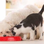 Why is it Important to Have the Best Quality Foods for your Pets?